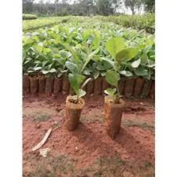 teak plant (6)-6048111-49941.webp